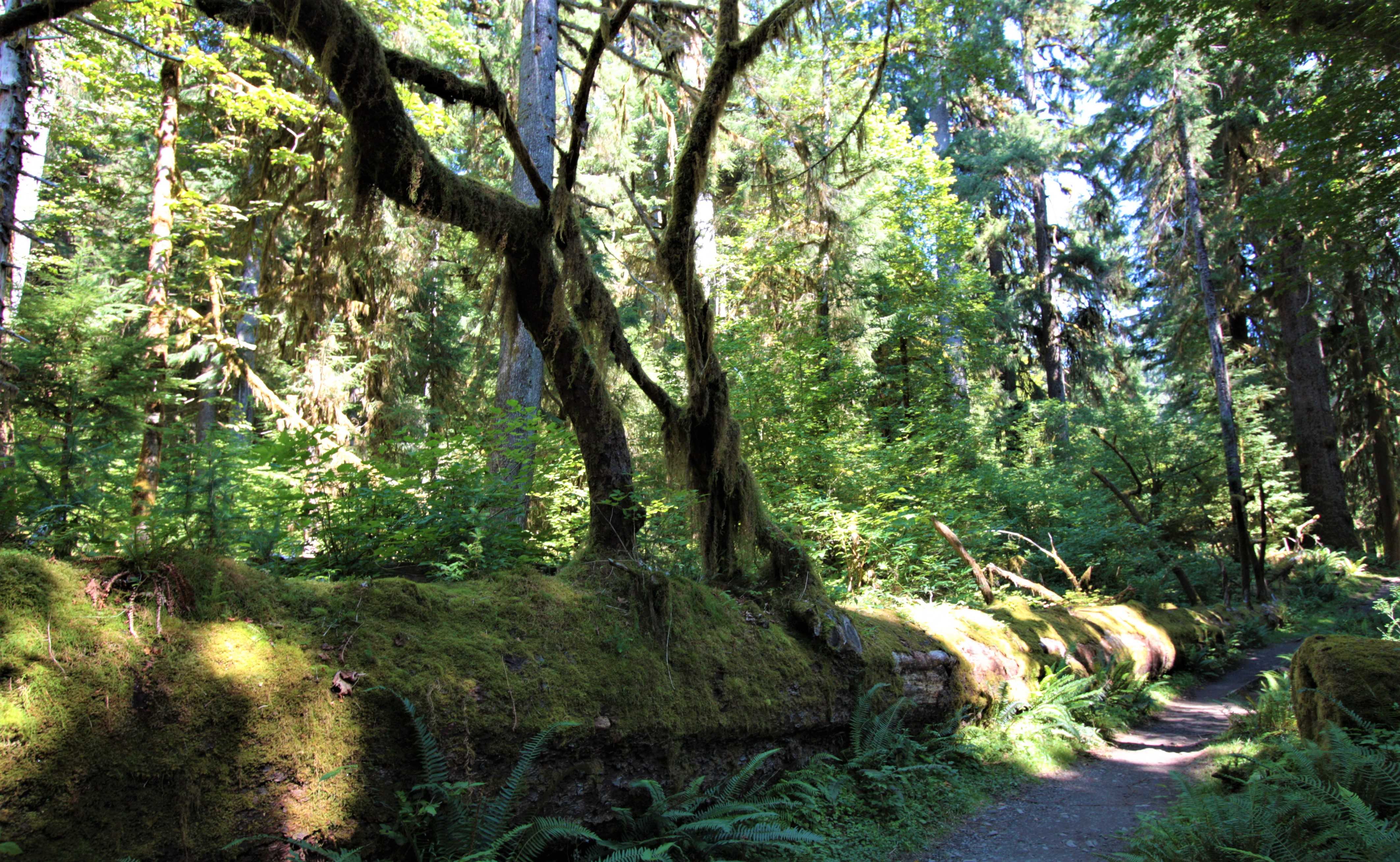 Olympic NP